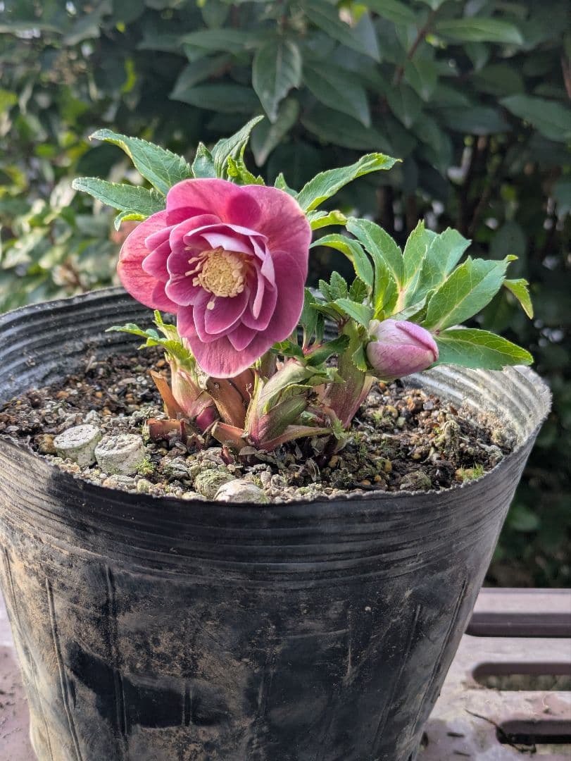 【広瀬園芸】クリスマスローズ ソレイユ系 オーレアdd リバーシブル