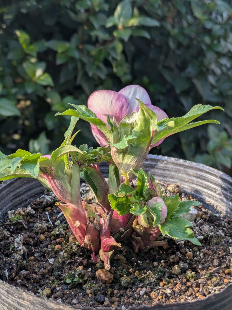 【広瀬園芸】クリスマスローズ ソレイユ系 オーレアdd リバーシブル