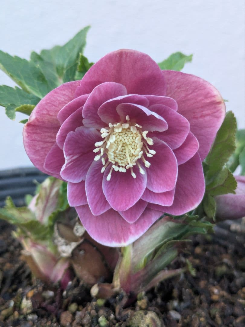 【広瀬園芸】クリスマスローズ ソレイユ系 オーレアdd リバーシブル