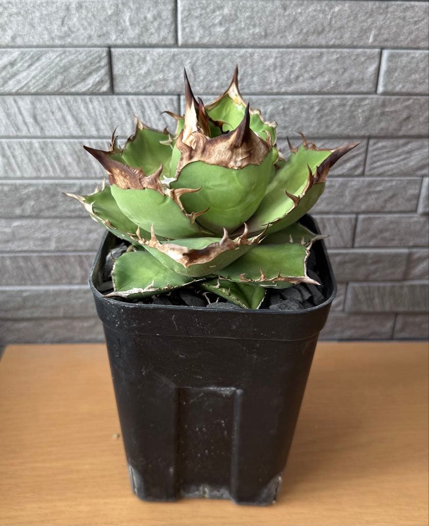 【鉢ごと発送】アガベ チタノタ トリケラトプス 活着【超バンド・強トップ・低重心