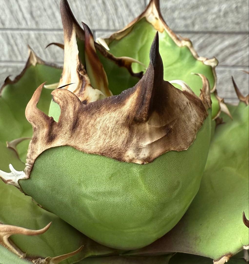 【鉢ごと発送】アガベ チタノタ トリケラトプス 活着【超バンド・強トップ・低重心