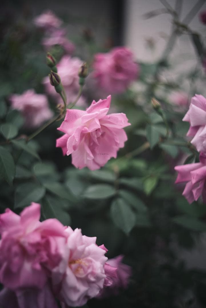 SALE！虹の出る癖玉！Leica Summar 50mm f2 オールドレンズ