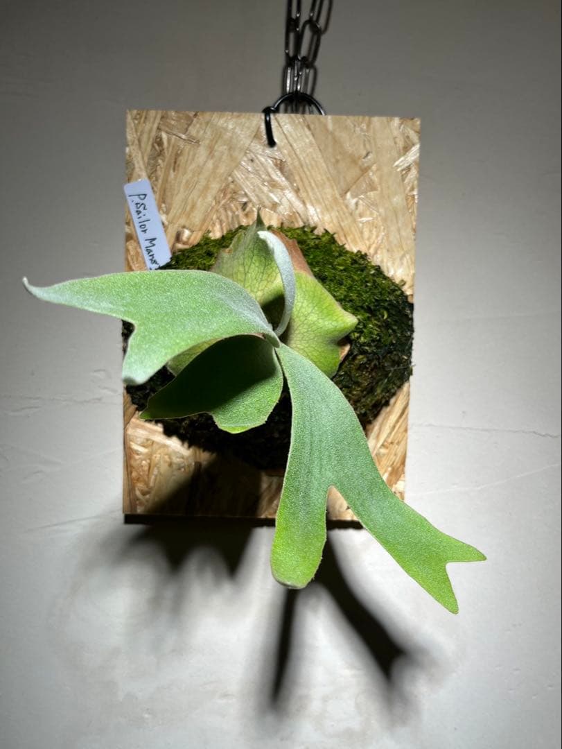 Willinckii Sailor Mars OC セーラーマーズ 株分け4ヶ月