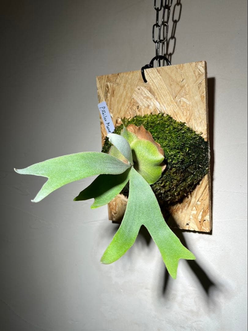 Willinckii Sailor Mars OC セーラーマーズ 株分け4ヶ月