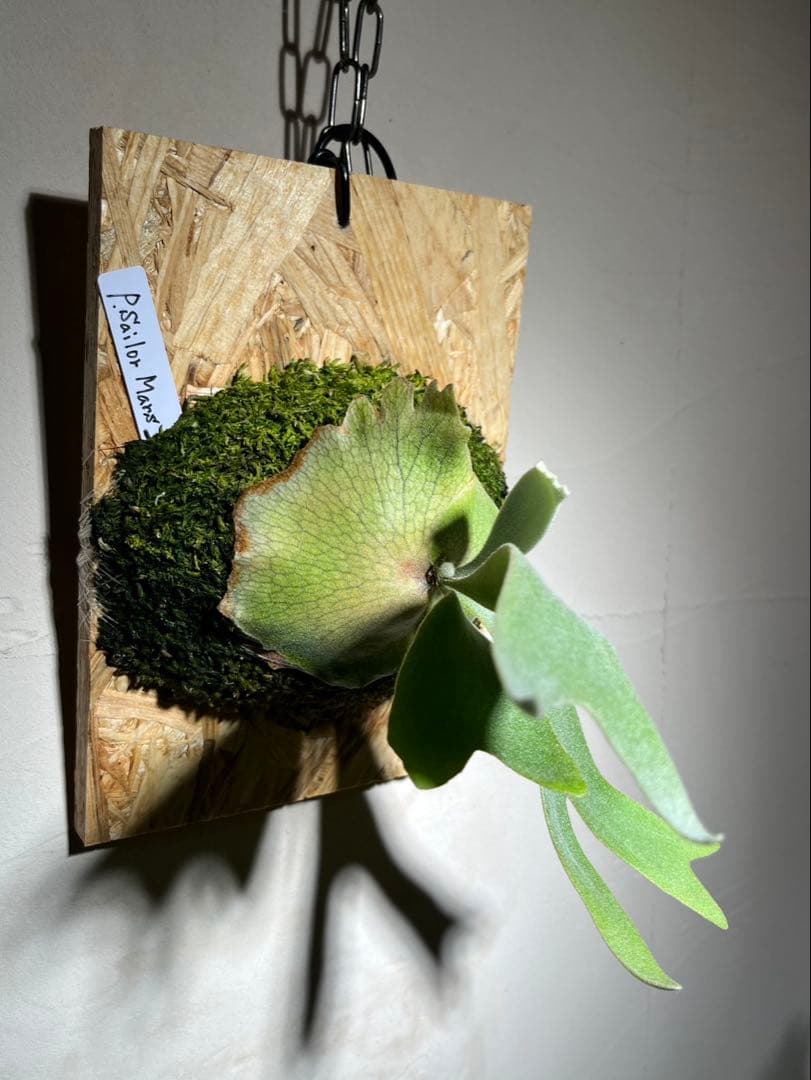 Willinckii Sailor Mars OC セーラーマーズ 株分け4ヶ月