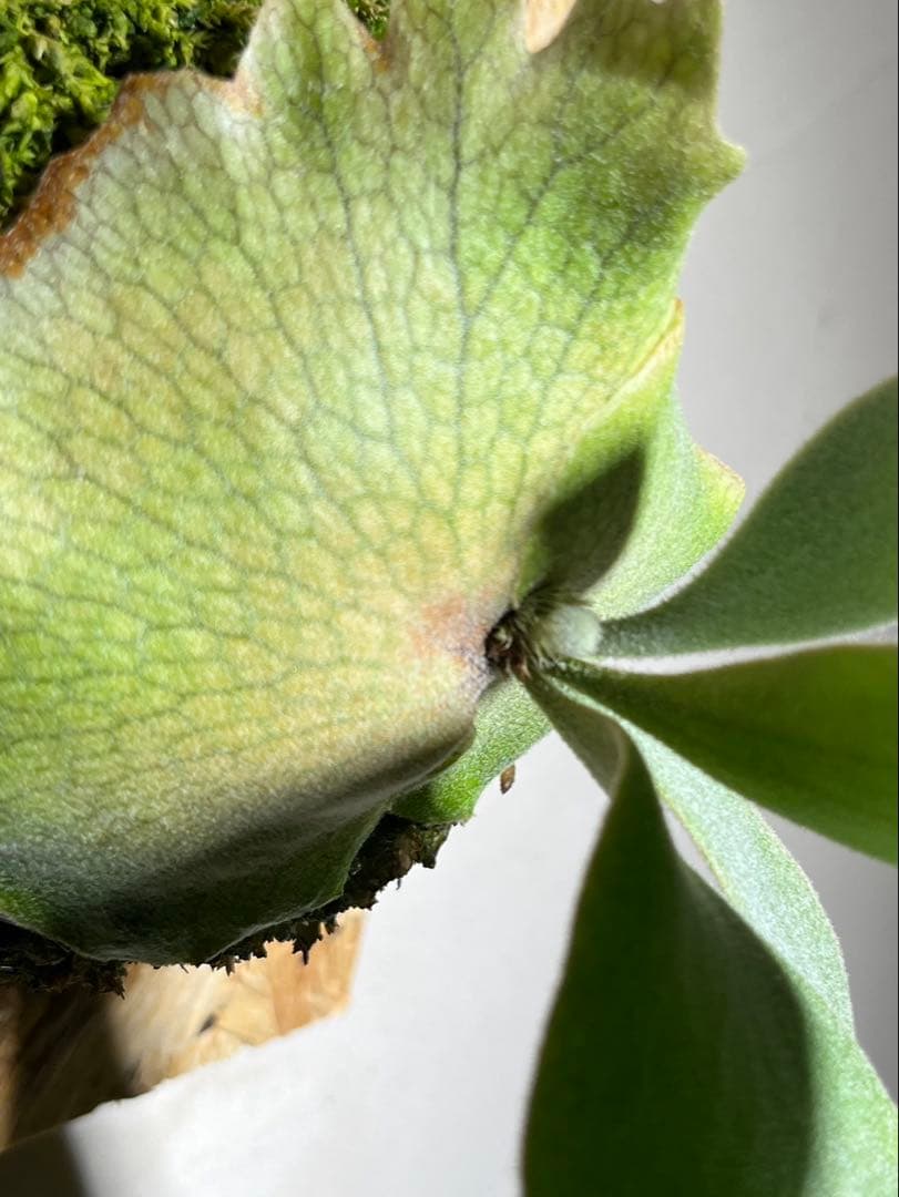 Willinckii Sailor Mars OC セーラーマーズ 株分け4ヶ月