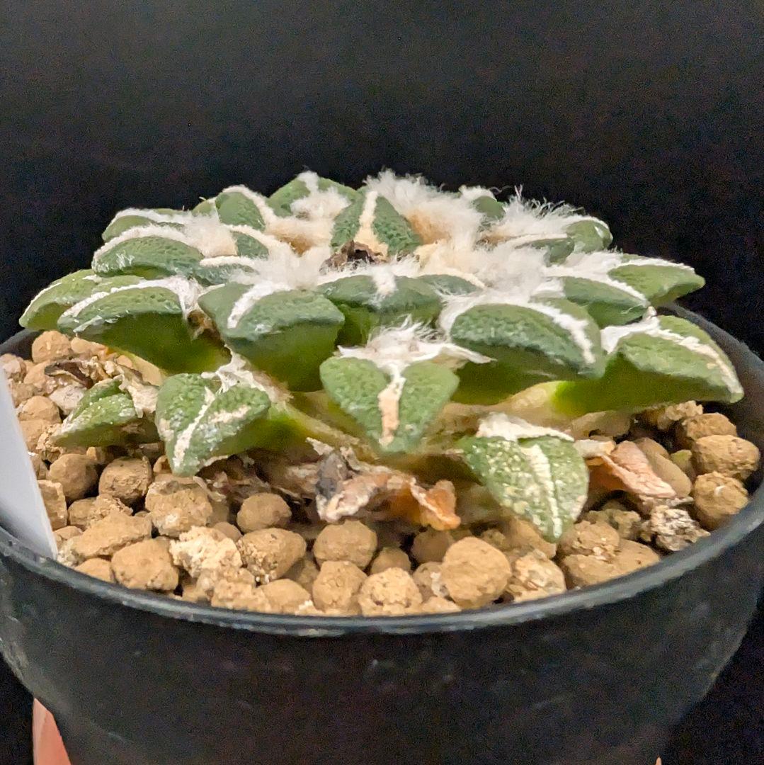 は*ん様 大疣黒牡丹 国内実生 鉢植え メルカリ便送料込み