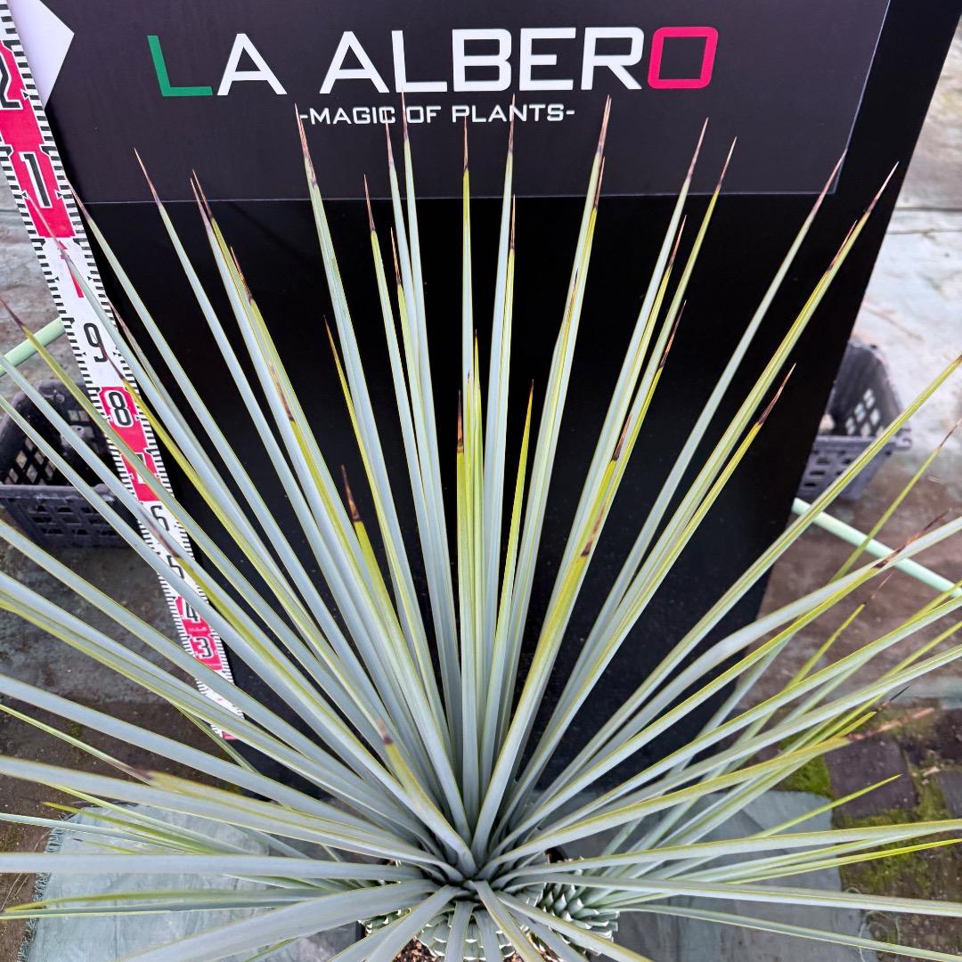 H*U様 【AL1122】ユッカ　リギダ　超希少トリプルヘッド