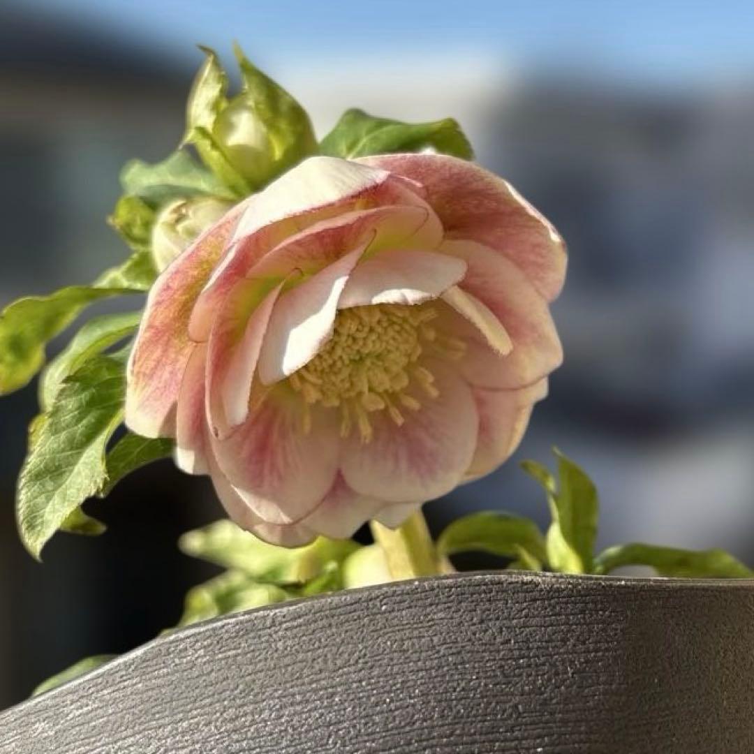 広瀬園芸　リバーシブルグラデーションピンク　クリスマスローズ　開花株　現品