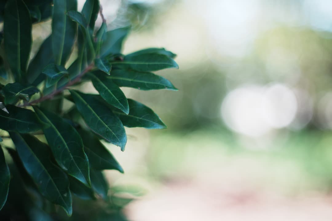 【整備＆テスト済】ミノルタ MC-ROKKOR PF 58mm F1.4 923