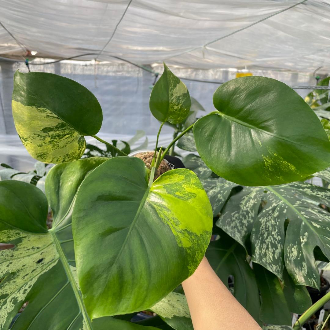 MS4 モンステラ　イエローマリリン　黄斑入り