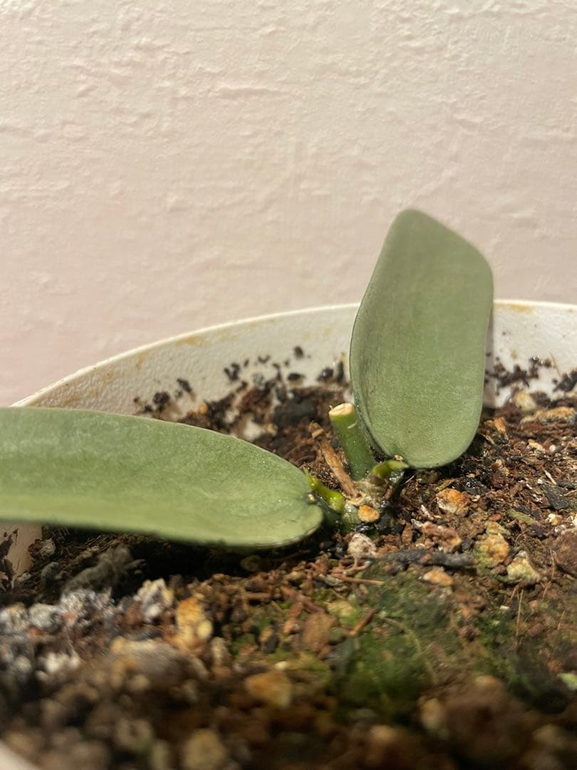 LilyページHoya mathilde variegated+ HPVS