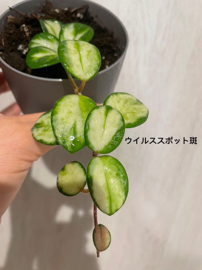 LilyページHoya mathilde variegated+ HPVS
