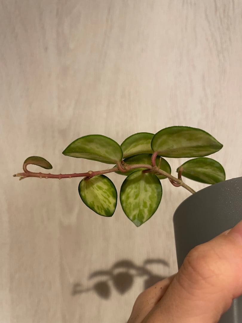 LilyページHoya mathilde variegated+ HPVS