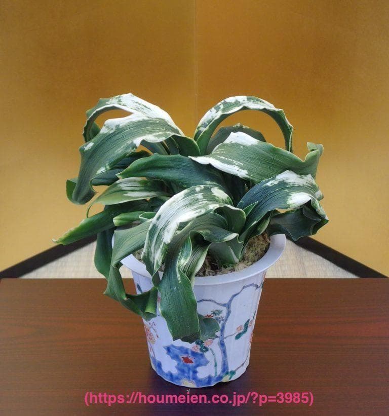 万年青　「春雪」　オモト 徳川家康　開運