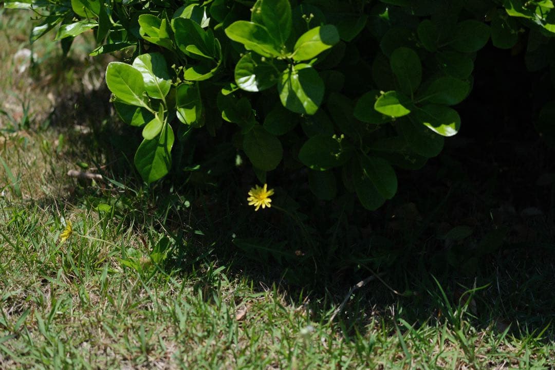 レンズ(ズーム) xf55-200 f3.5-4.8