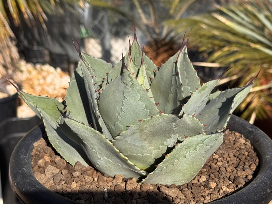 オバティフォリアエメラルド Ovatifolia〝Emerald″ レア種