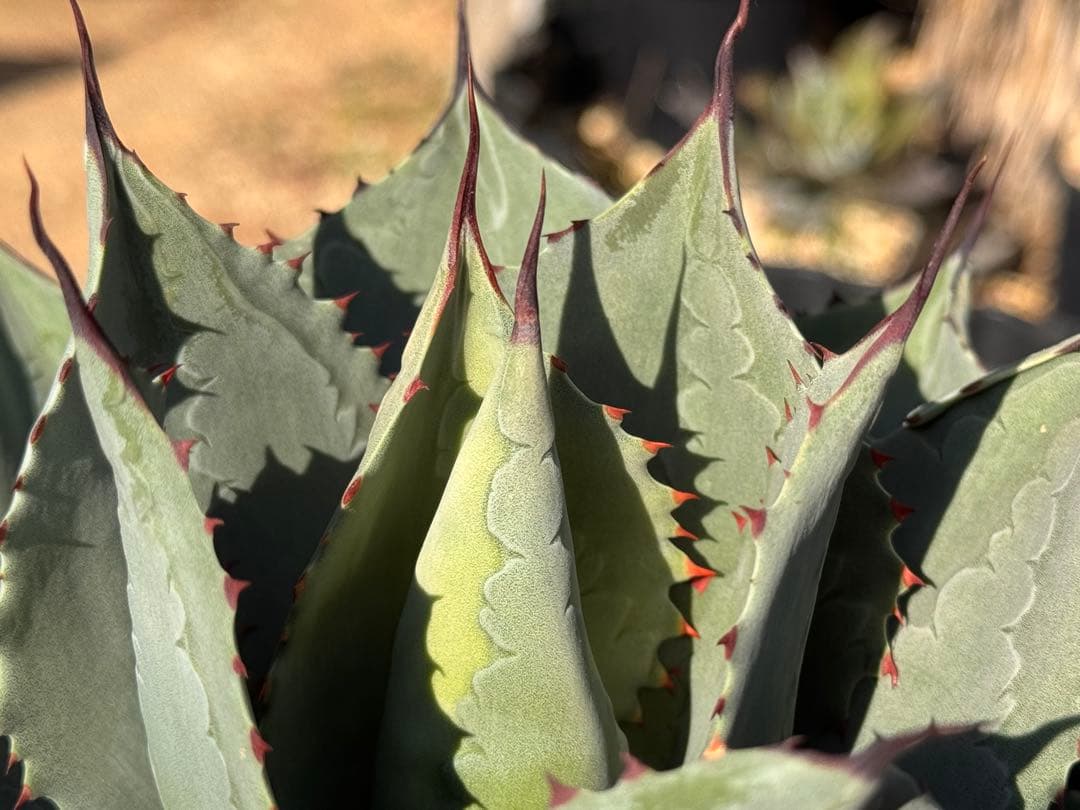 オバティフォリアエメラルド Ovatifolia〝Emerald″ レア種