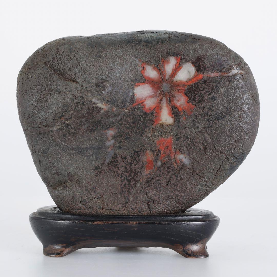 菊花石 菊紋石 1.1kg 台座・木箱付 鑑賞石 原石 水石 盆石 飾石 美石