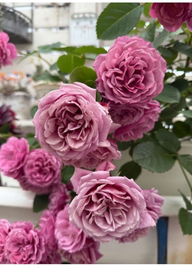 和バラ　あお〇　接木大苗　入手困難　希少　四季咲き　バラ　苗