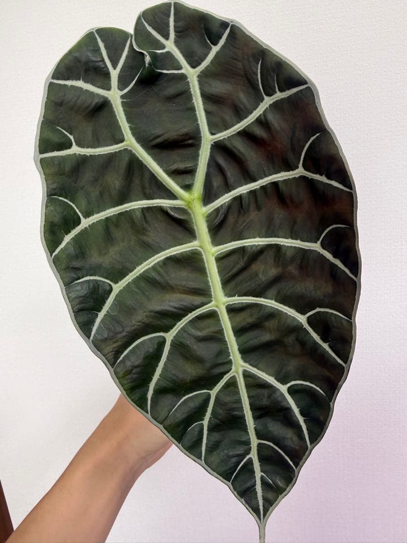 アロカシア5種+リーガルシールズオーレア斑入り小芋１つ