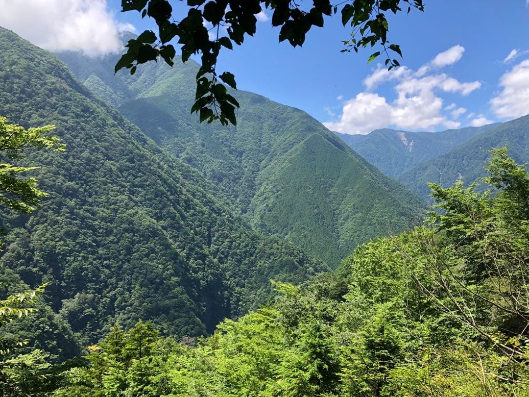 エルメス　100g（5g×20個）×10袋 無農薬栽培の川根茶農家直売