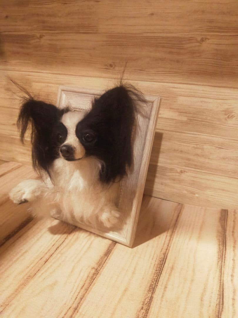 羊毛フェルト　ハンドメイド　犬　パピヨン　フレーム