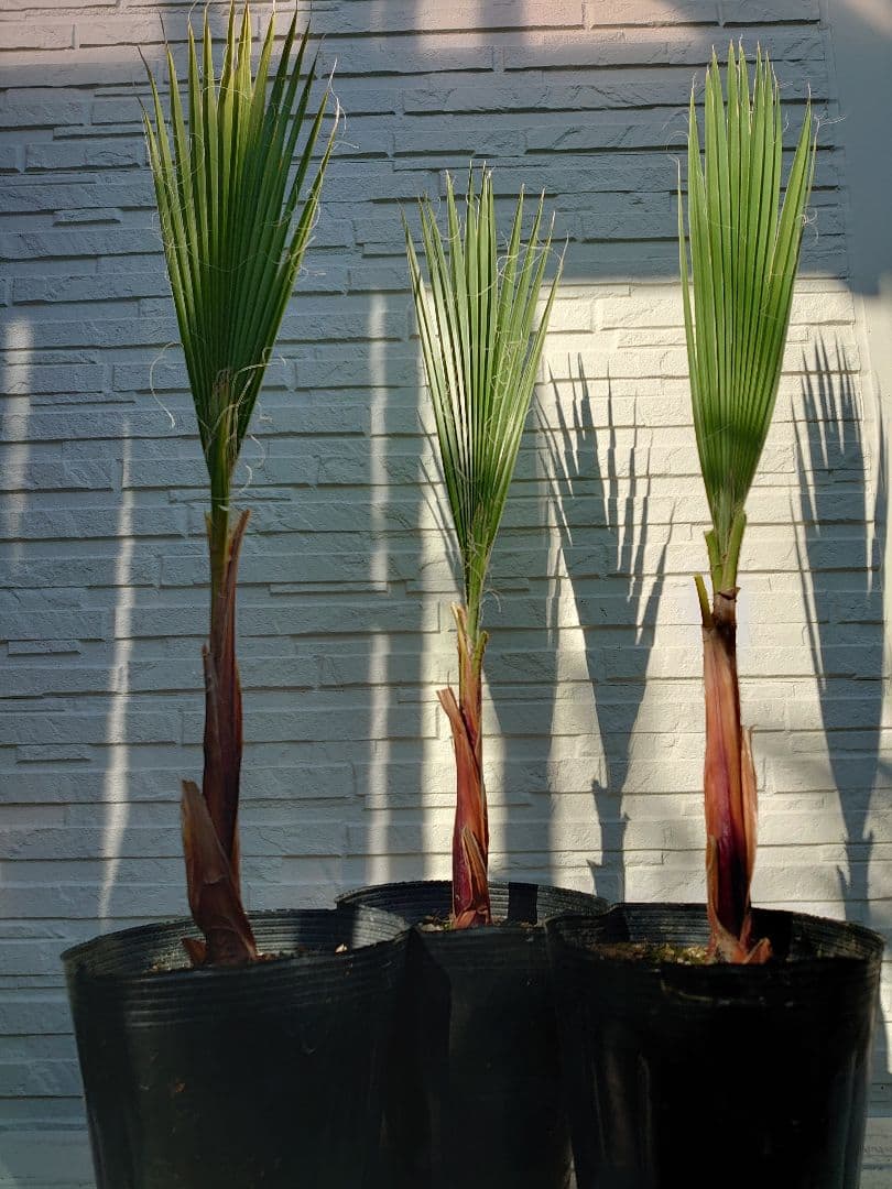 ワシントンヤシ ３本セット