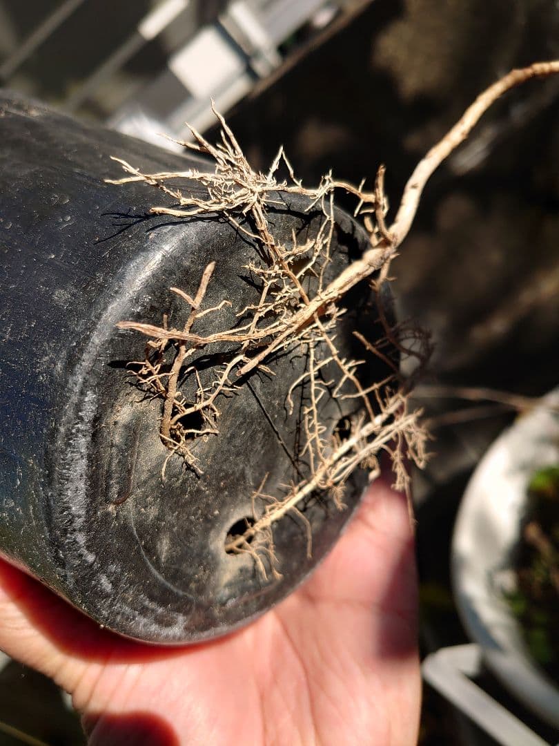 ワシントンヤシ ３本セット