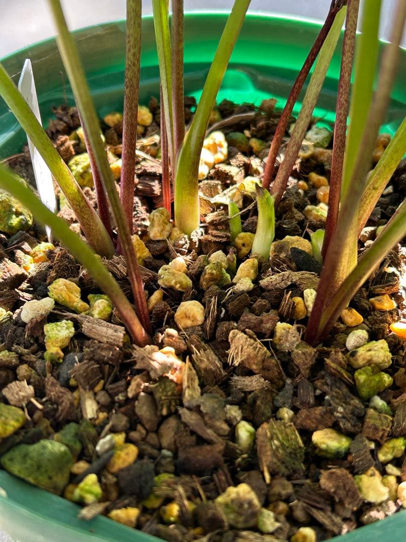 クリスマスローズ　大木ナーサリー　ポーセリン　イエローベース　ss 6号苗