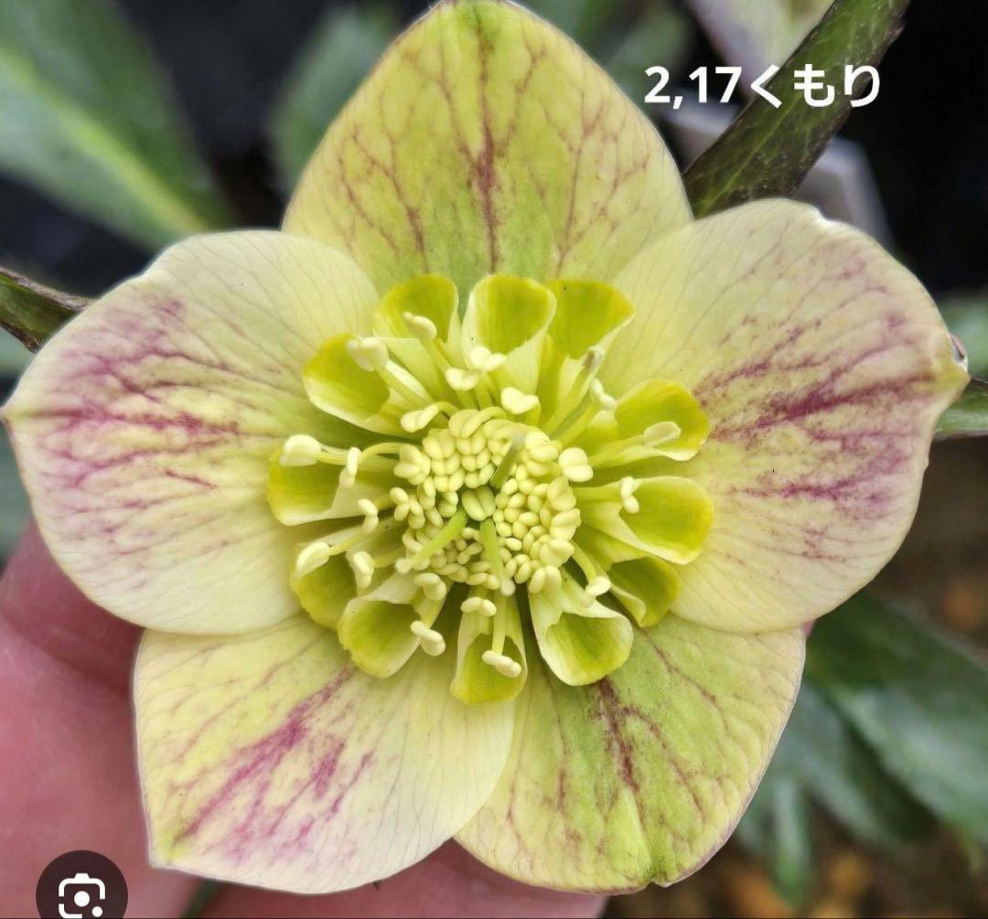 クリスマスローズ　大木ナーサリー　ポーセリン　イエローベース　ss 6号苗