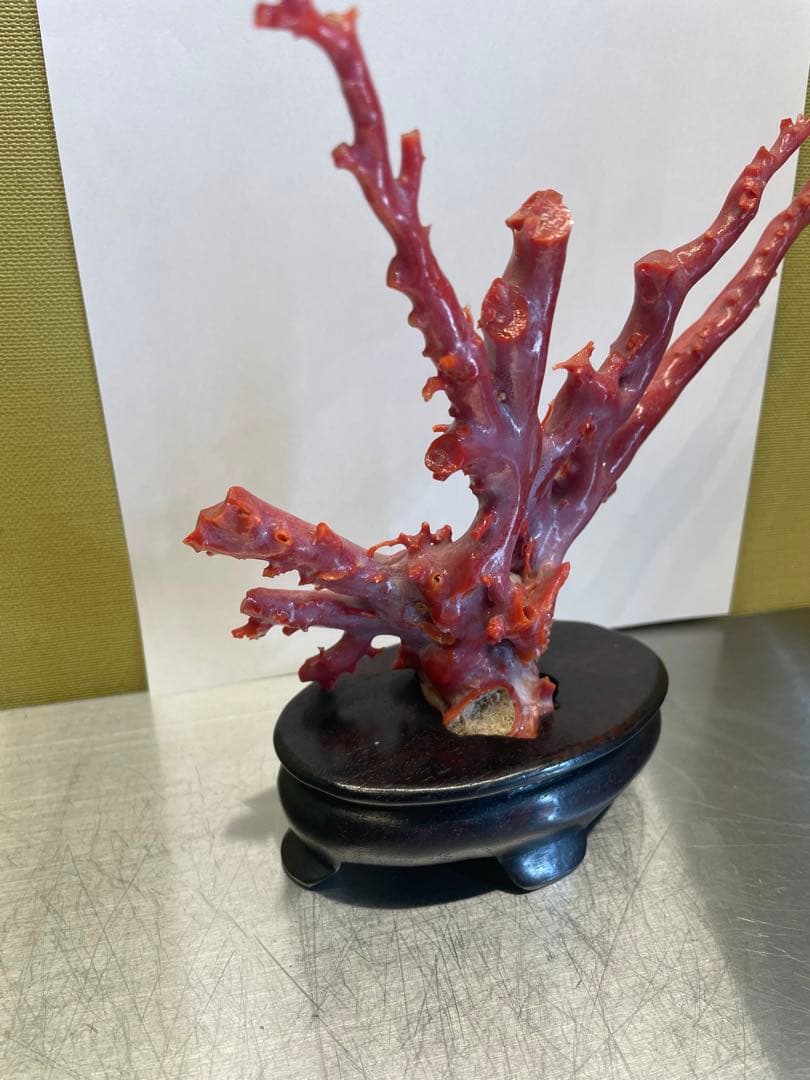 赤珊瑚　原本　サンゴ　置物　オブジェ