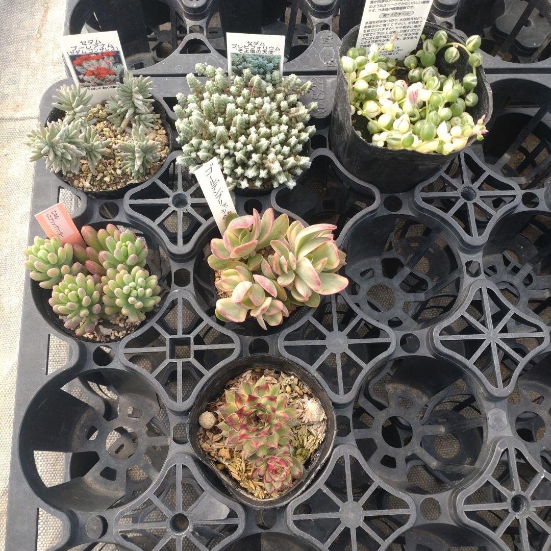 木曜発送 カエルさん専用