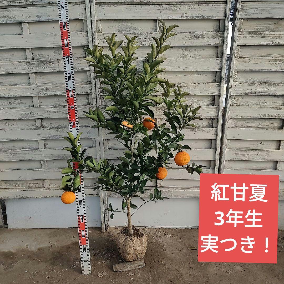 ⭐︎リサイクル⭐︎さま専用出品 紅甘夏 3年生 実つき