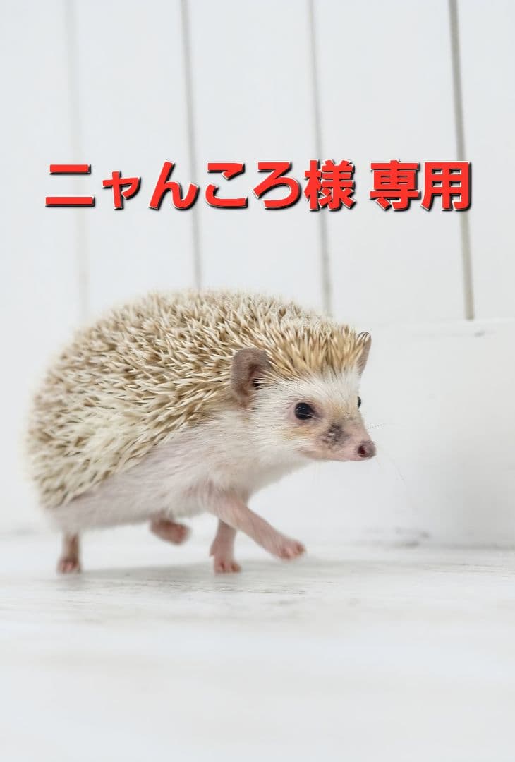 郵便局限定 遊戯王 青眼の白龍 浮世絵風 25周年記念 ブルーアイズ　3セット