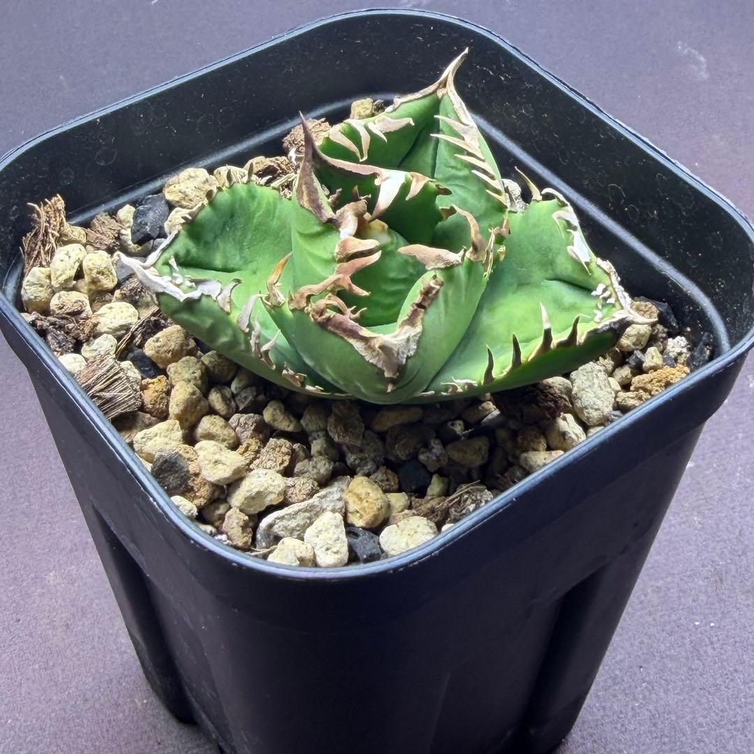 ドベクラ　クラウン　皇冠　子株二つ付き　抜き苗配送