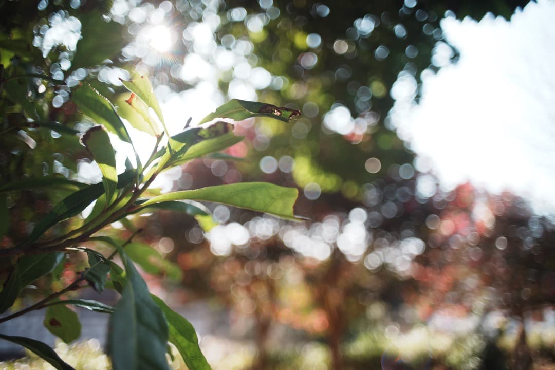 【美品】動作◎ オリンパス Zuiko auto-w 24mm F2.8 173