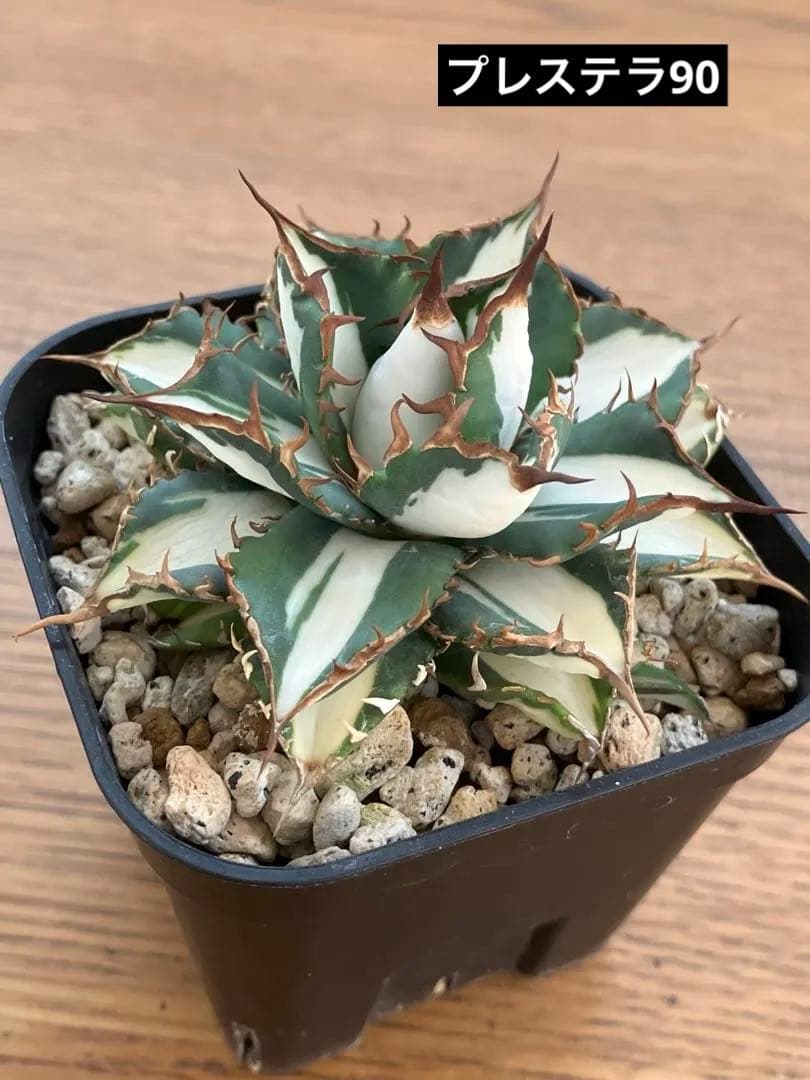 選抜　【匿名配送】　活着　特大　子株付き　アガべ　太陽神錦　白中斑　TC