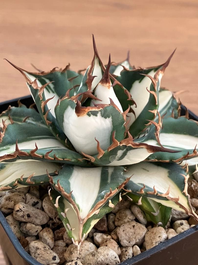 選抜　【匿名配送】　活着　特大　子株付き　アガべ　太陽神錦　白中斑　TC