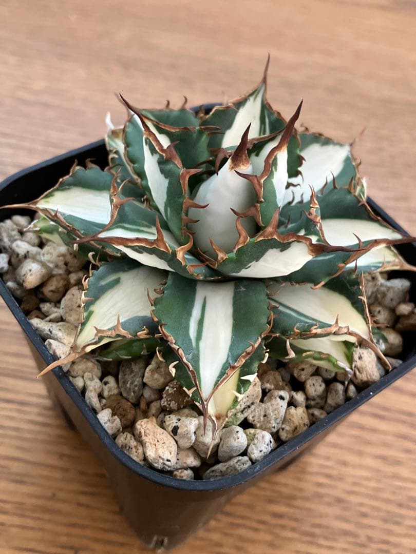 選抜　【匿名配送】　活着　特大　子株付き　アガべ　太陽神錦　白中斑　TC