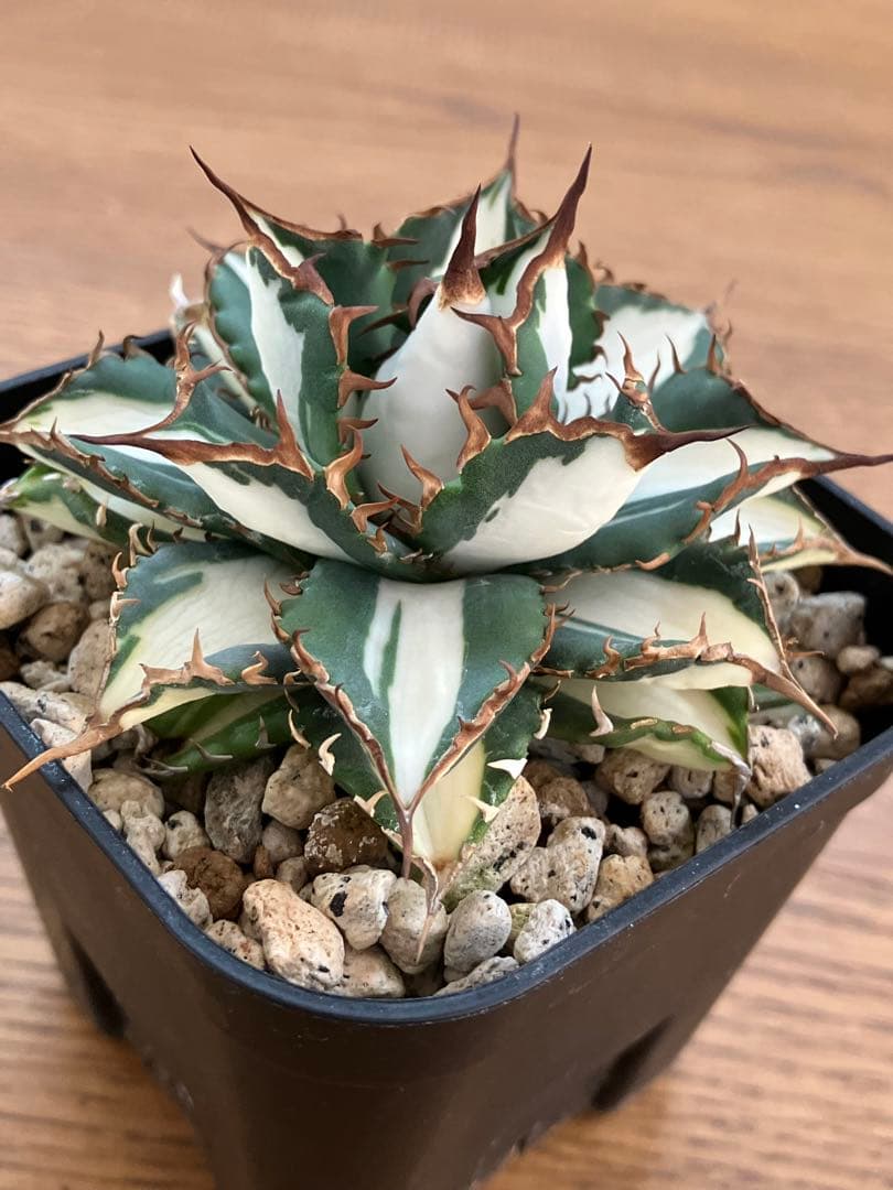 選抜　【匿名配送】　活着　特大　子株付き　アガべ　太陽神錦　白中斑　TC