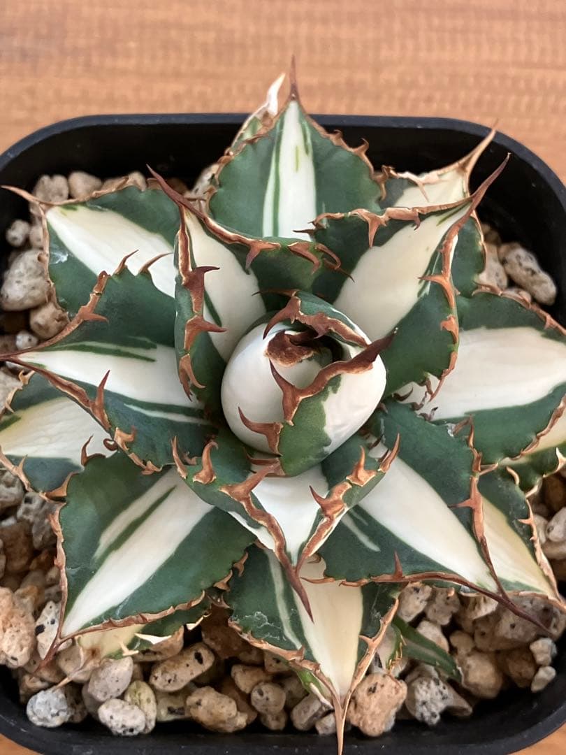 選抜　【匿名配送】　活着　特大　子株付き　アガべ　太陽神錦　白中斑　TC