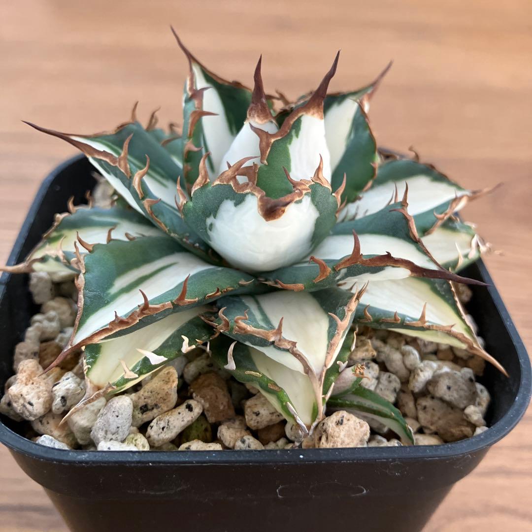 選抜　【匿名配送】　活着　特大　子株付き　アガべ　太陽神錦　白中斑　TC