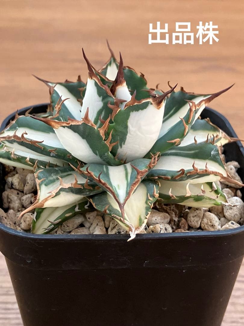 選抜　【匿名配送】　活着　特大　子株付き　アガべ　太陽神錦　白中斑　TC
