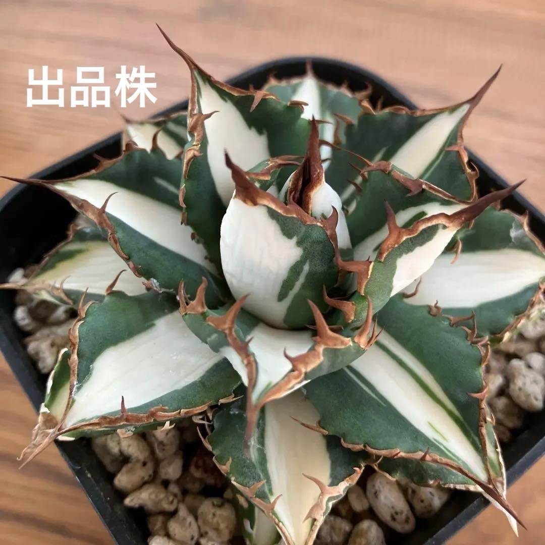 選抜　【匿名配送】　活着　特大　子株付き　アガべ　太陽神錦　白中斑　TC