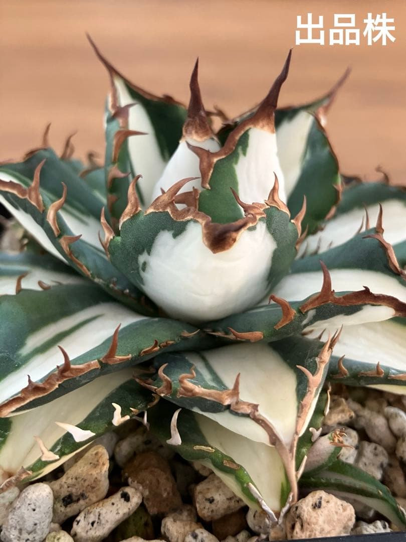 選抜　【匿名配送】　活着　特大　子株付き　アガべ　太陽神錦　白中斑　TC