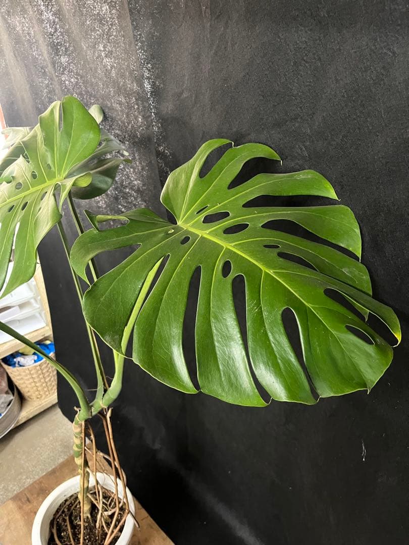 幹上がり　幹立ち　モンステラ　デリシオーサ　オシャレ　インテリア　観葉植物