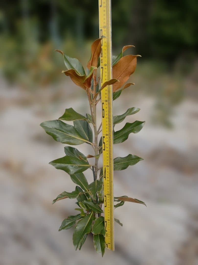 タイサンボク　ケイパレス