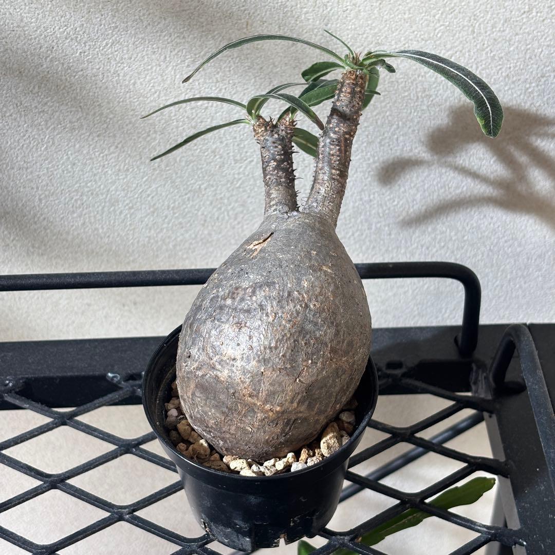 【発根済み現地球】パキポディウム グラキリス 手のひらサイズ 美株