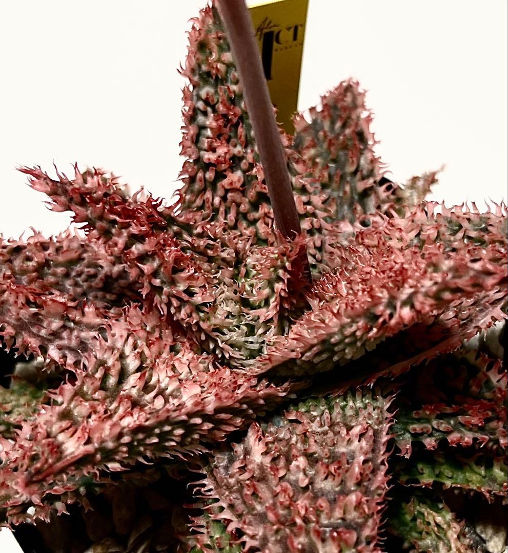 速達付き◾️アロエ TCT ハイブリッド【親株】第四種郵Aloeアロエ